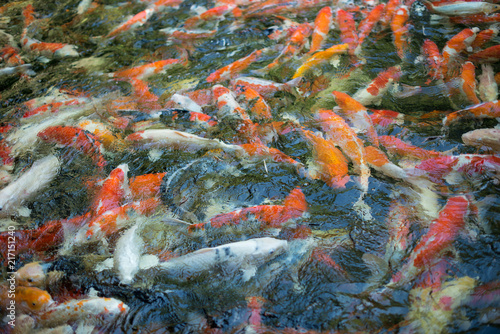 Colorful koi fish in a pond