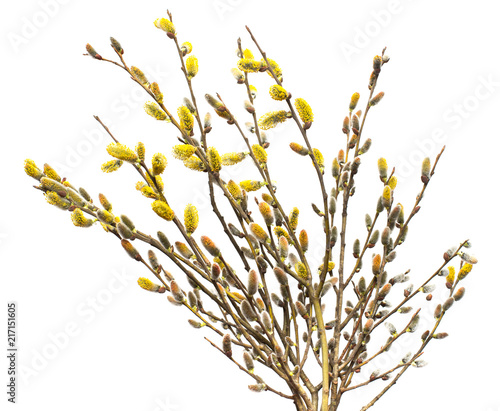 Willow twigs isolated on white background. Spring flowering of trees. Flowers. Blossom. Flat lay, top view