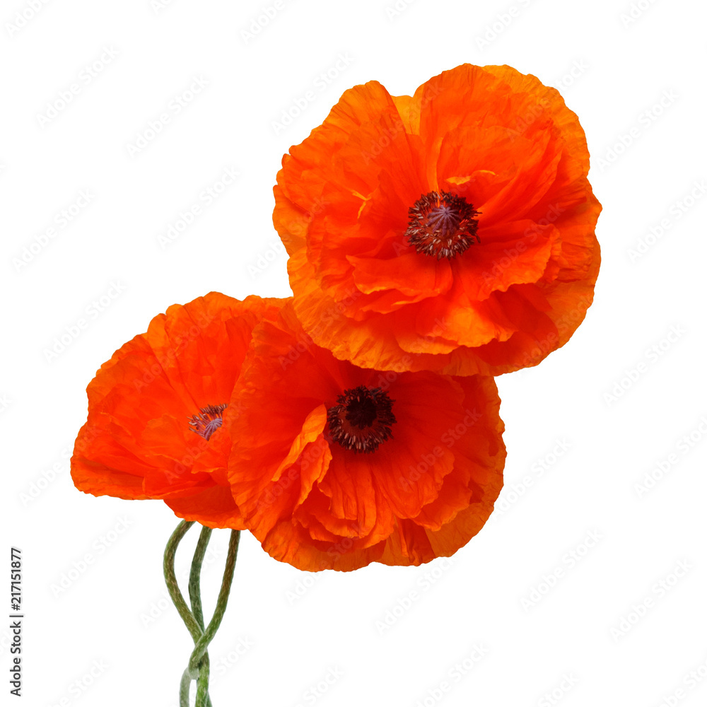 Flowers poppies isolated on a white background. Flat lay, top view Flowers poppies isolated on a white background. Flat lay, top view