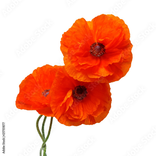 Flowers poppies isolated on a white background. Flat lay  top view