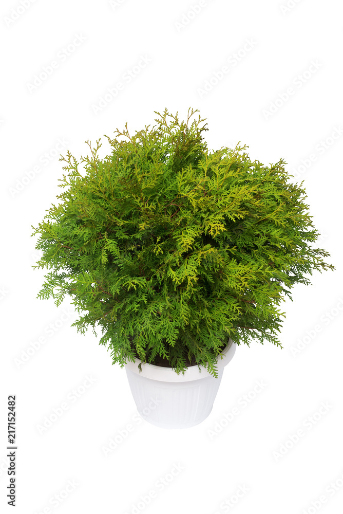 Fototapeta premium Thuja occidentalis danica isolated on white background. Coniferous trees. Flat lay, top view