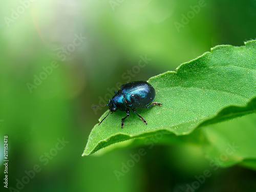 Macro image of blue bug on leaf.