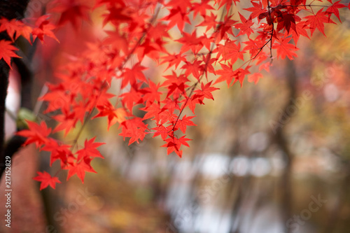가을 단풍잎 