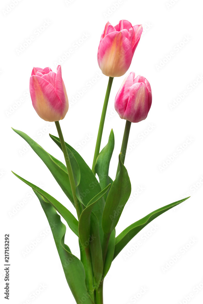 Bouquet pink tulips flowers isolated on white background. Still life, wedding. Flat lay, top view Bouquet pink tulips flowers isolated on white background. Still life, wedding. Flat lay, top view