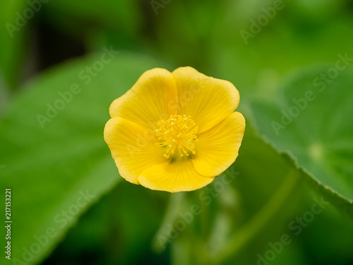 Country mallow plant