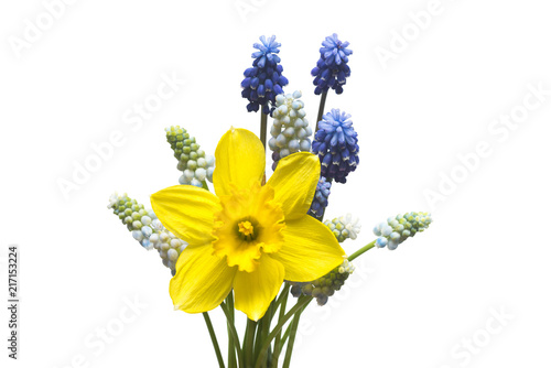 Fototapeta Naklejka Na Ścianę i Meble -  Bouquet yellow daffodil and blue grape hyacinth isolated on white background. Spring concept. Flat lay, top view