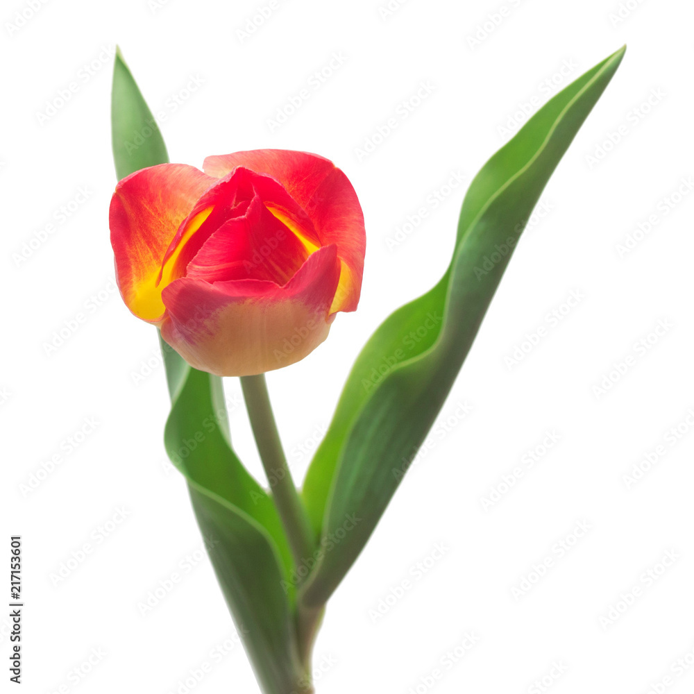 One yellow-red tulip flower isolated on white background. Still life, wedding. Flat lay, top view One yellow-red tulip flower isolated on white background. Still life, wedding. Flat lay, top view