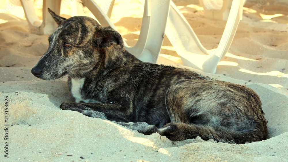 süsser hund am strand neben einer strandliege Stock Photo Adobe Stock