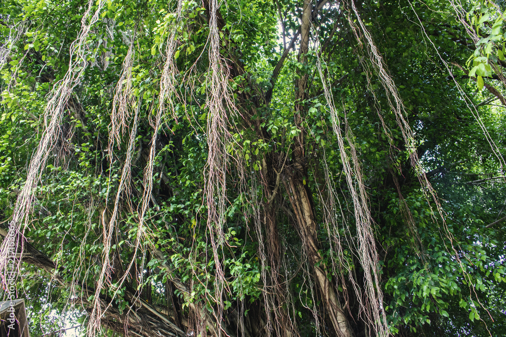 Fototapeta premium vine roots tree plant nature background