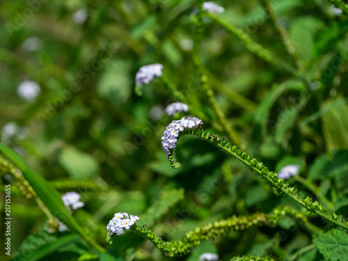 Indian Heliotrope flower photo