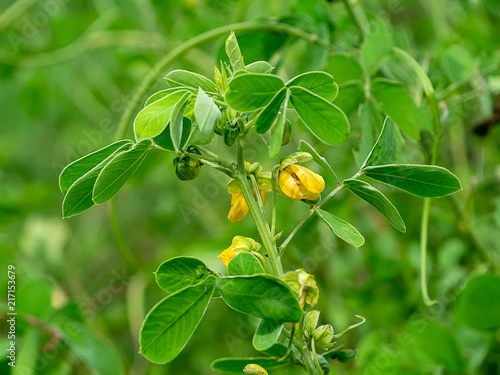 Obraz na plátně Close up of Senna tora plant
