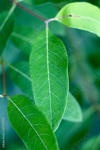 The bright green leaf on the tree branch and a close view.