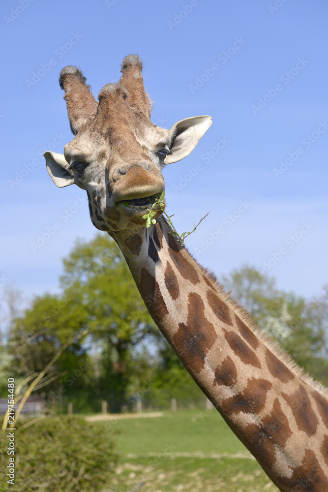Portrait of giraffe (Giraffa camelopardalis)  eating a grass and seen from front