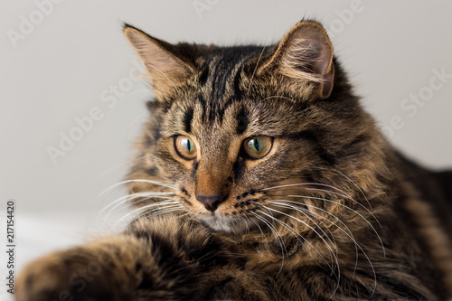 Long Hair British Tabby Cat Kitten © Ernest Davies