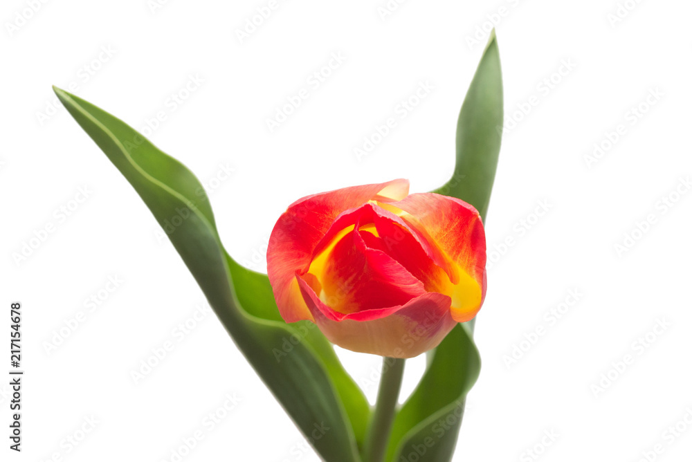One yellow-red tulip flower isolated on white background. Still life, wedding. Flat lay, top view