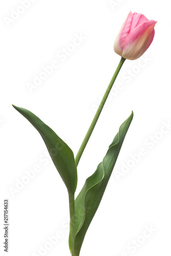 Fototapeta Naklejka Na Ścianę i Meble -  One pink tulip flower isolated on white background. Still life, wedding. Flat lay, top view