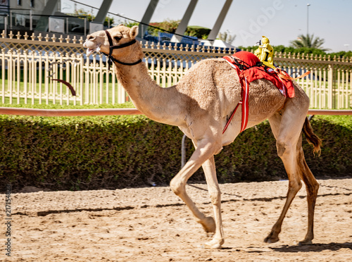 Camel runs on track being trained to race with tiny robot jockey on his back photo