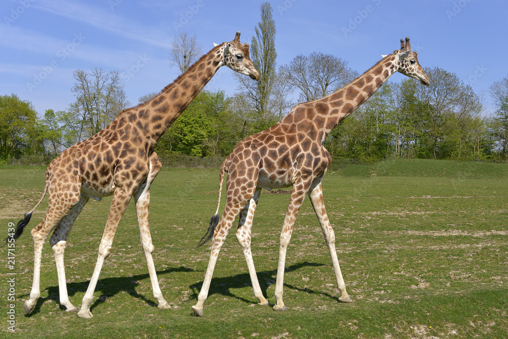 Naklejka premium Two giraffes (Giraffa camelopardalis) walking on grass in single file