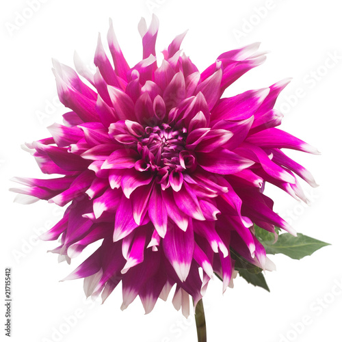Dahlia flower in several colors macro isolated on white background. Botanical  concept  flora  idea. Flat lay  top view. Wedding  bride  love. Pink  purple