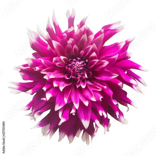 Dahlia flower in several colors macro isolated on white background. Botanical  concept  flora  idea. Flat lay  top view. Wedding  bride  love. Pink  purple
