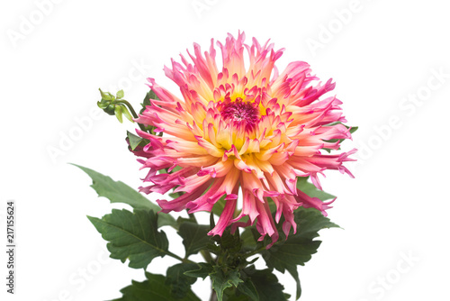 Dahlia flower in several colors macro isolated on white background. Botanical  concept  flora  idea. Flat lay  top view. Wedding  bride  love. Yellow  pink