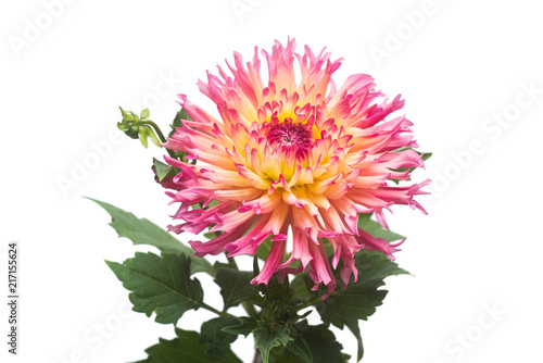 Fototapeta Naklejka Na Ścianę i Meble -  Dahlia flower in several colors macro isolated on white background. Botanical, concept, flora, idea. Flat lay, top view. Wedding, bride, love. Yellow, pink
