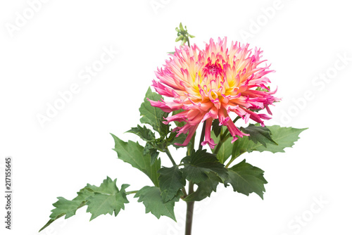 Fototapeta Naklejka Na Ścianę i Meble -  Dahlia flower in several colors macro isolated on white background. Botanical, concept, flora, idea. Flat lay, top view. Wedding, bride, love. Yellow, pink