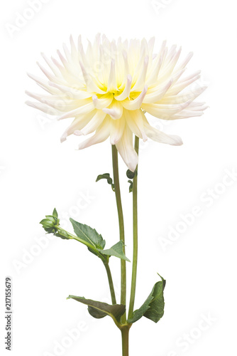 Fototapeta Naklejka Na Ścianę i Meble -  White and yellow flower dahlia isolated on white background. Flat lay, top view
