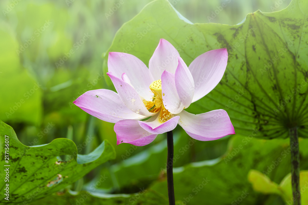 The pink lotus is surrounded by green lotus leaves. The pink lotus is surrounded by green lotus leaves.