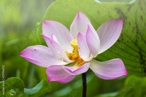 The pink lotus is surrounded by green lotus leaves.