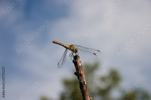 Dragonfly © Nikola