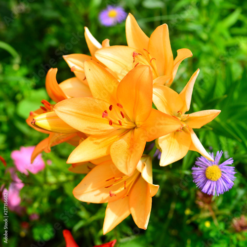 Flowers of orange asiatic lilies in garden