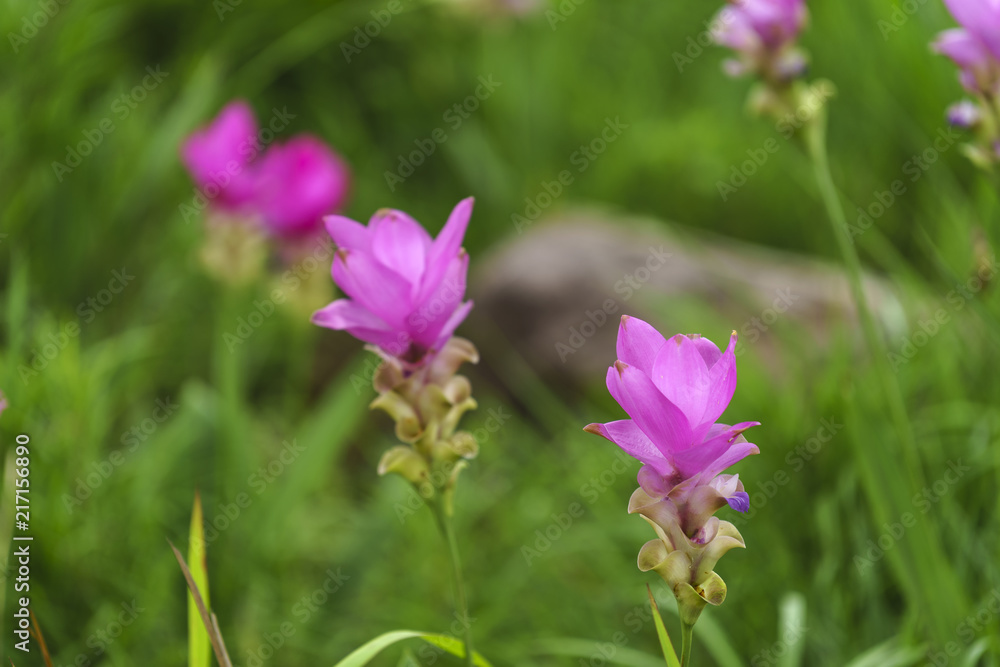 Pink Krachai flowers blooming in season with sunshine grow in Chaiyaphum, Thailand. Pink Krachai flowers blooming in season with sunshine grow in Chaiyaphum, Thailand.