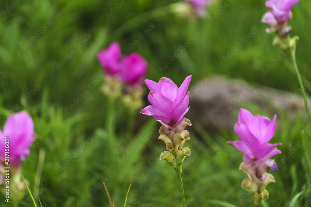 Pink Krachai flowers blooming in season with sunshine grow in Chaiyaphum, Thailand.