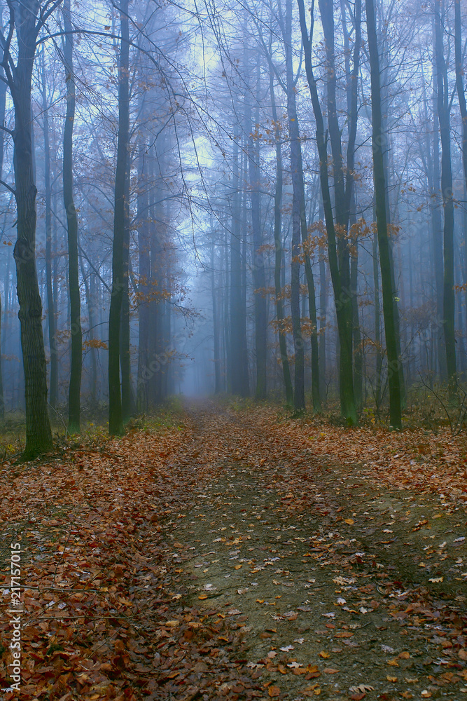 Fototapeta premium Mystical condition of a forest in the early morning