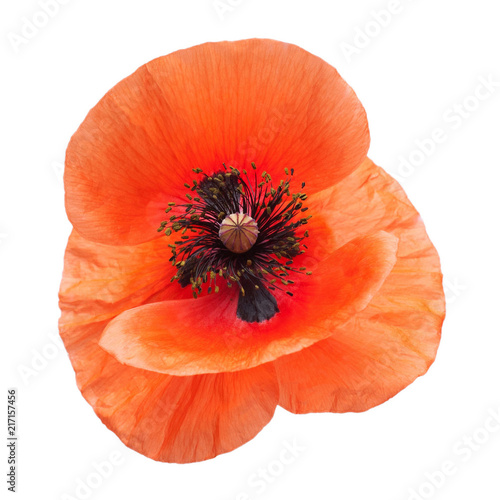 Beautiful red poppy isolated on a white background. Flower. Flat lay, top view