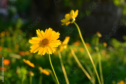 Flower of a yellow daisy in the garden against the background of sunset and sun