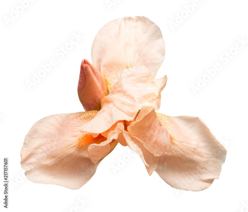 Fototapeta Naklejka Na Ścianę i Meble -  Beautiful yellow-pink iris flower isolated on white background. Macro photo. Flat lay, top view