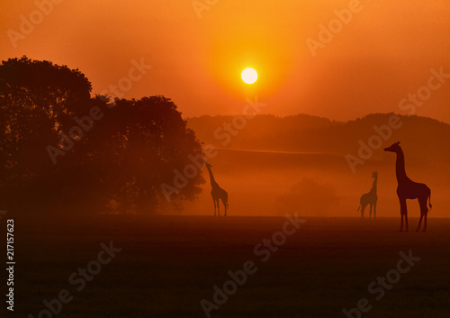Evening African landscape with giraffes.