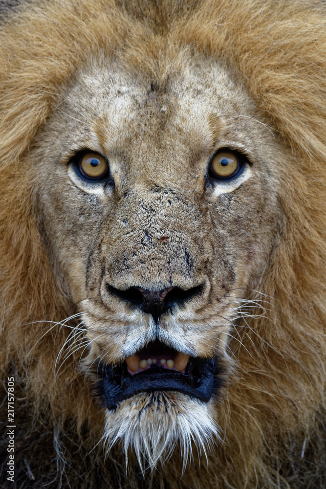 Obraz premium Portrait of a Lion