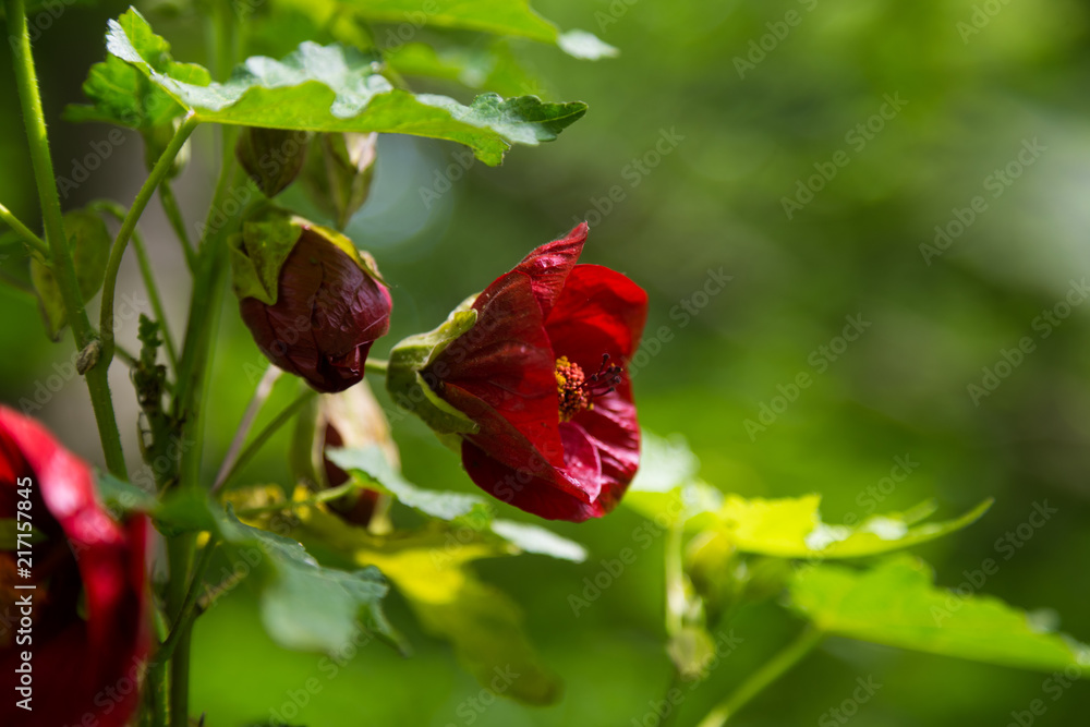 A beautiful summer flowers blooming in the parks of London. Colorful closeup. A beautiful summer flowers blooming in the parks of London. Colorful closeup.