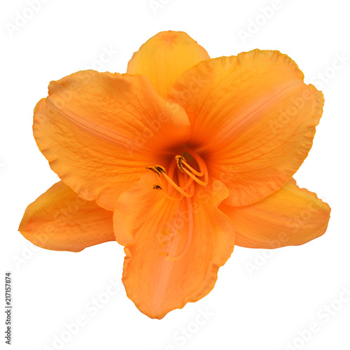 Day lily beautiful delicate flower isolated on white background. Bright orange color. Flat lay, top view