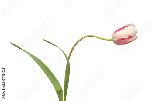 Fototapeta Naklejka Na Ścianę i Meble -  One pink tulip flower isolated on white background. Still life, wedding. Unusual curved shape of the stem. Flat lay, top view