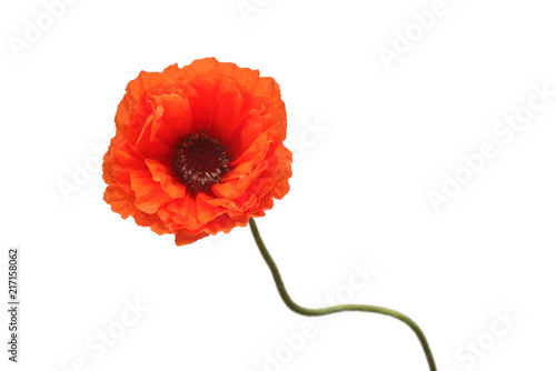 Fototapeta Naklejka Na Ścianę i Meble -  Beautiful red flower poppy isolated on a white background. Unusual curved shape of the stem. Flat lay, top view