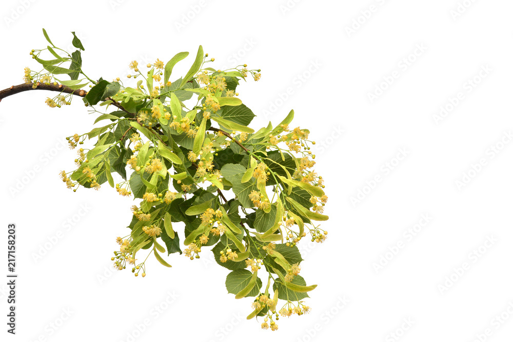 Linden flower branch beautiful isolated on white background. Flat lay, top view Linden flower branch beautiful isolated on white background. Flat lay, top view