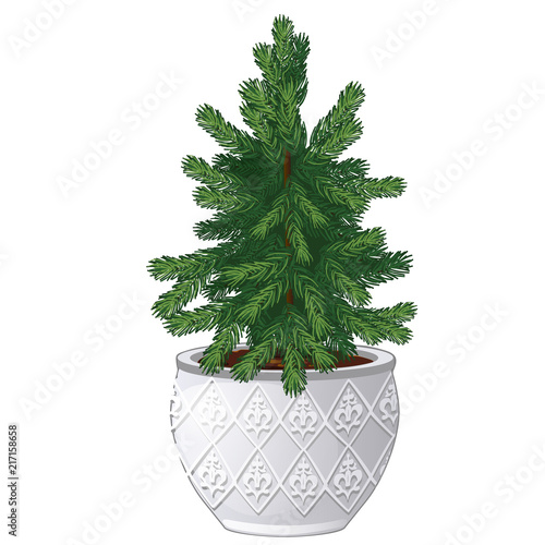 Office fir tree growing in ceramic pot in vintage style isolated on white background. Miniature potted plants in the style of New year and Christmas for home and office. Vector spruce.