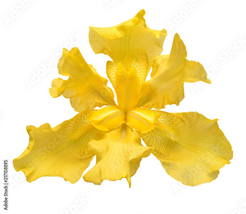 Beautiful yellow iris flower isolated on white background. Easter. Summer. Spring. Flat lay, top view. Love. Valentine's Day