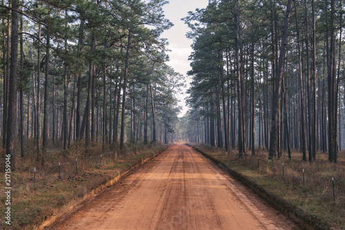 Longleaf pine forest and clay road at a southern plantation during a controlled burn