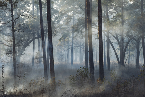 Old-growth Longleaf pine forest at a southern plantation during a controlled burn photo