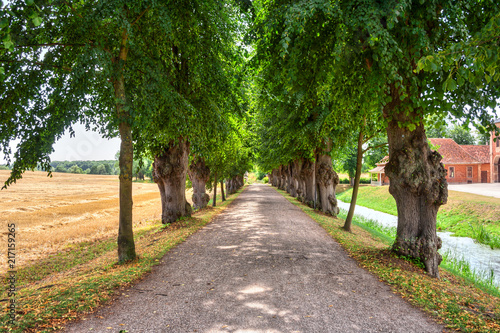 A beautiful tree avenue in Mecklenburg, Northern Germany